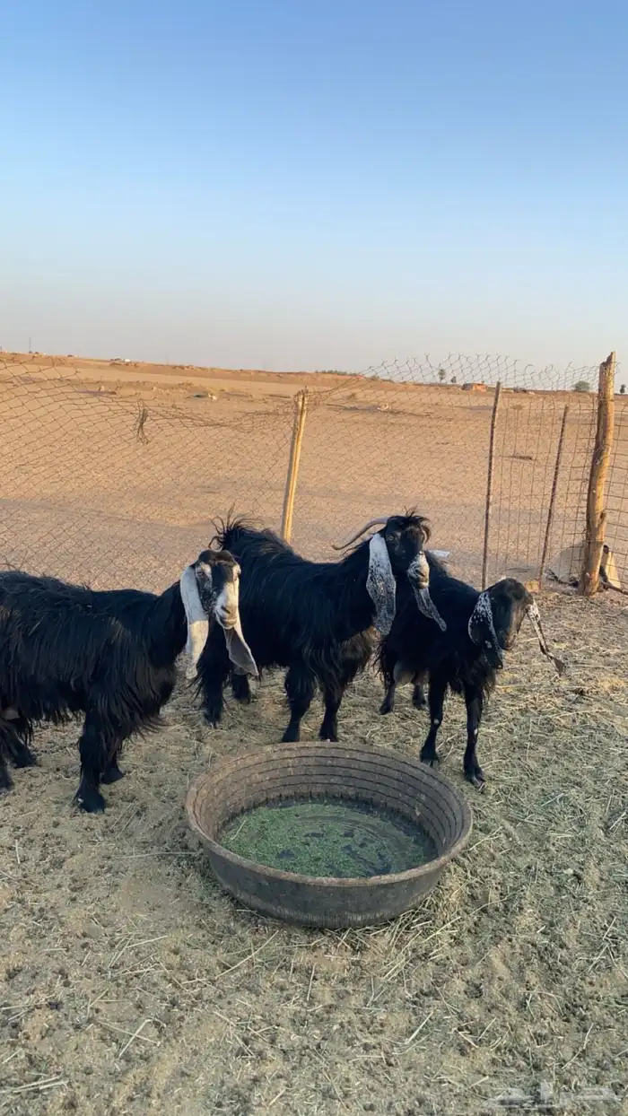 معزاء حليب 1