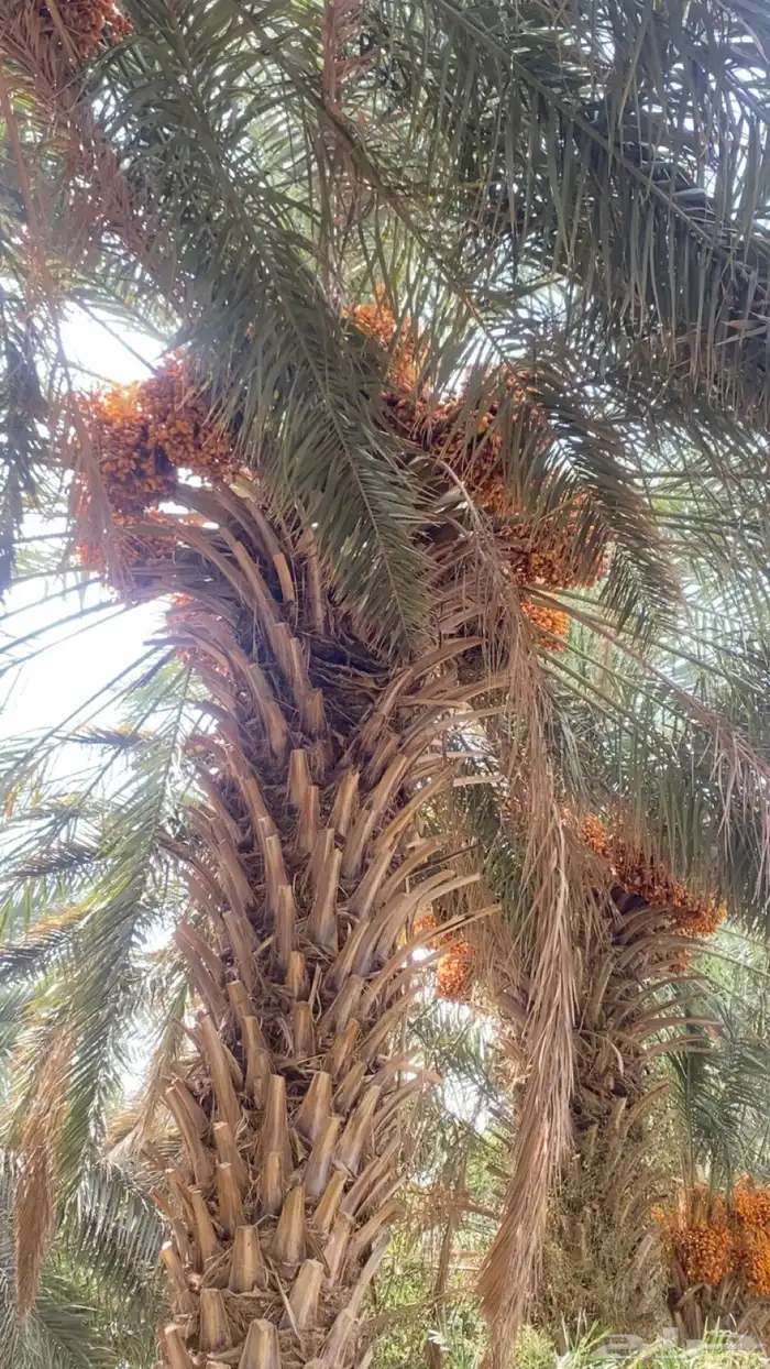 ثمرة النخل للبيع صفري طيب وحبه كفو 1
