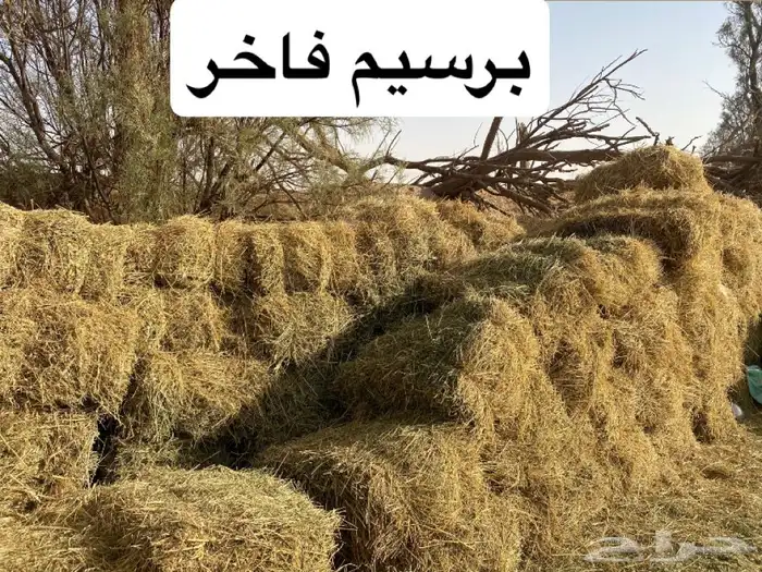 للبيع علاف ممتاز وسعار منافسة 1