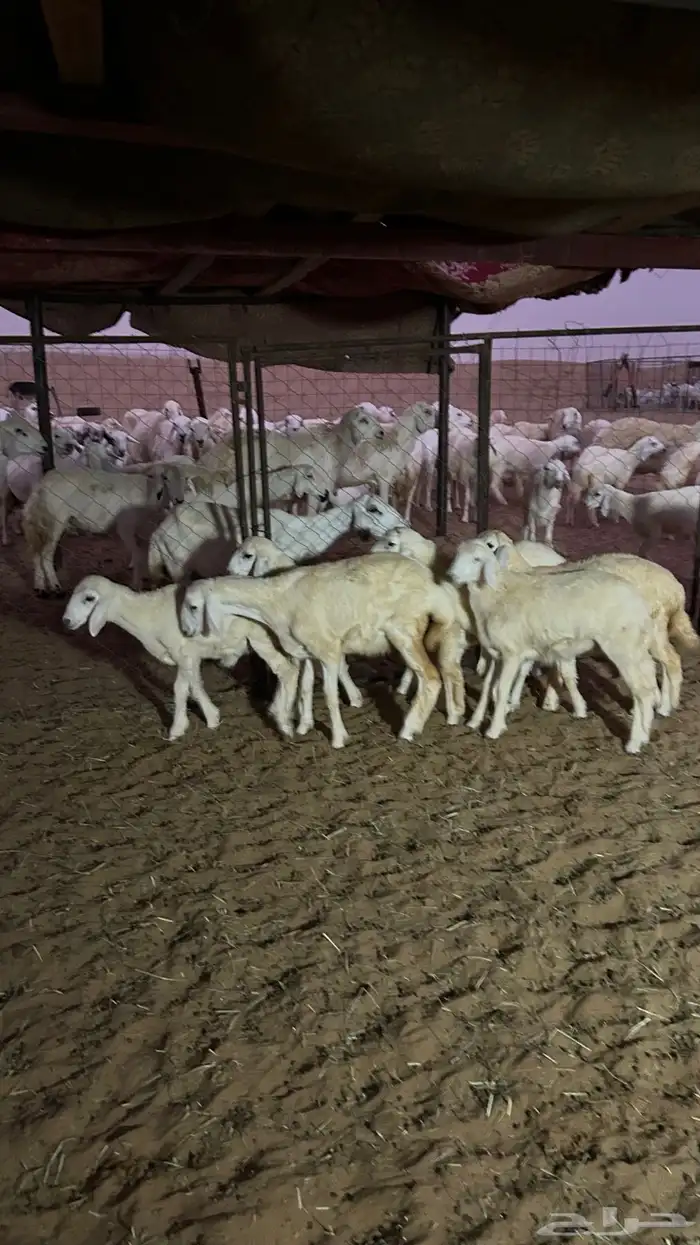 طليان 6 و5 رخال الموقع شرق دوقه 8