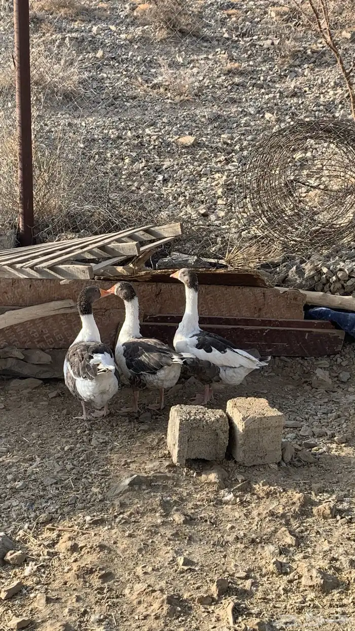 وز بلدي 1