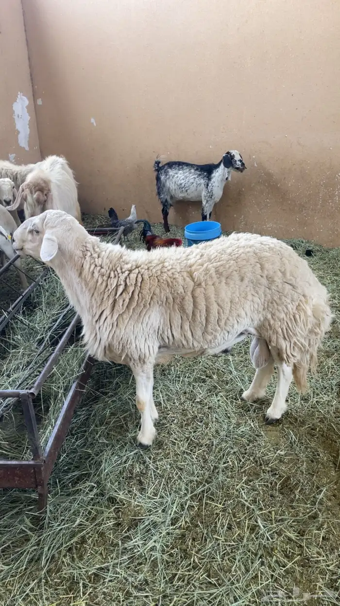 فحل حري مشروط 6