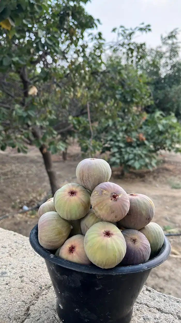 حماط كفو كفو موية بير 1