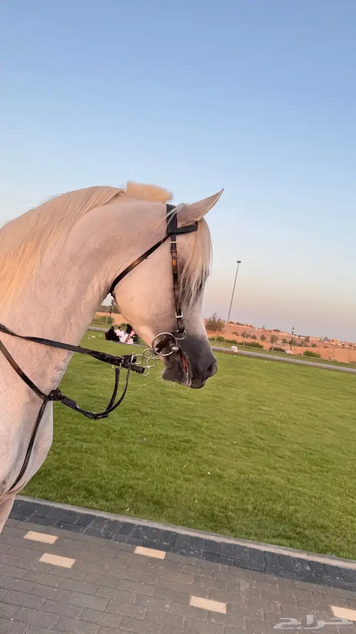 مربط الملاذ للخيل العربية 4