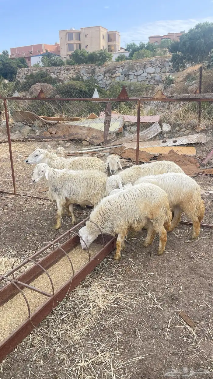 طليان ديره حقت مناسبات 2