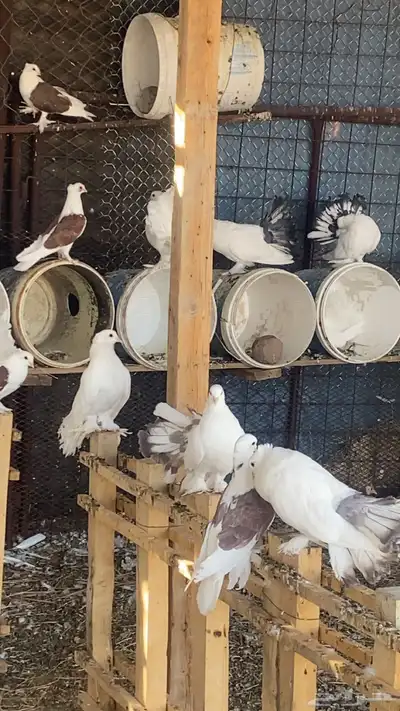 للبيع حمام مشكل زينه index