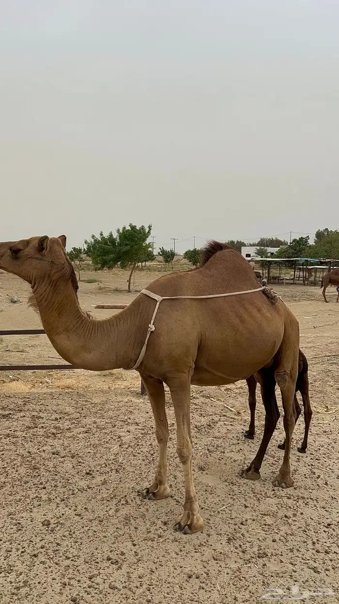 ناقه للبيع في محافظة القنفذة 4