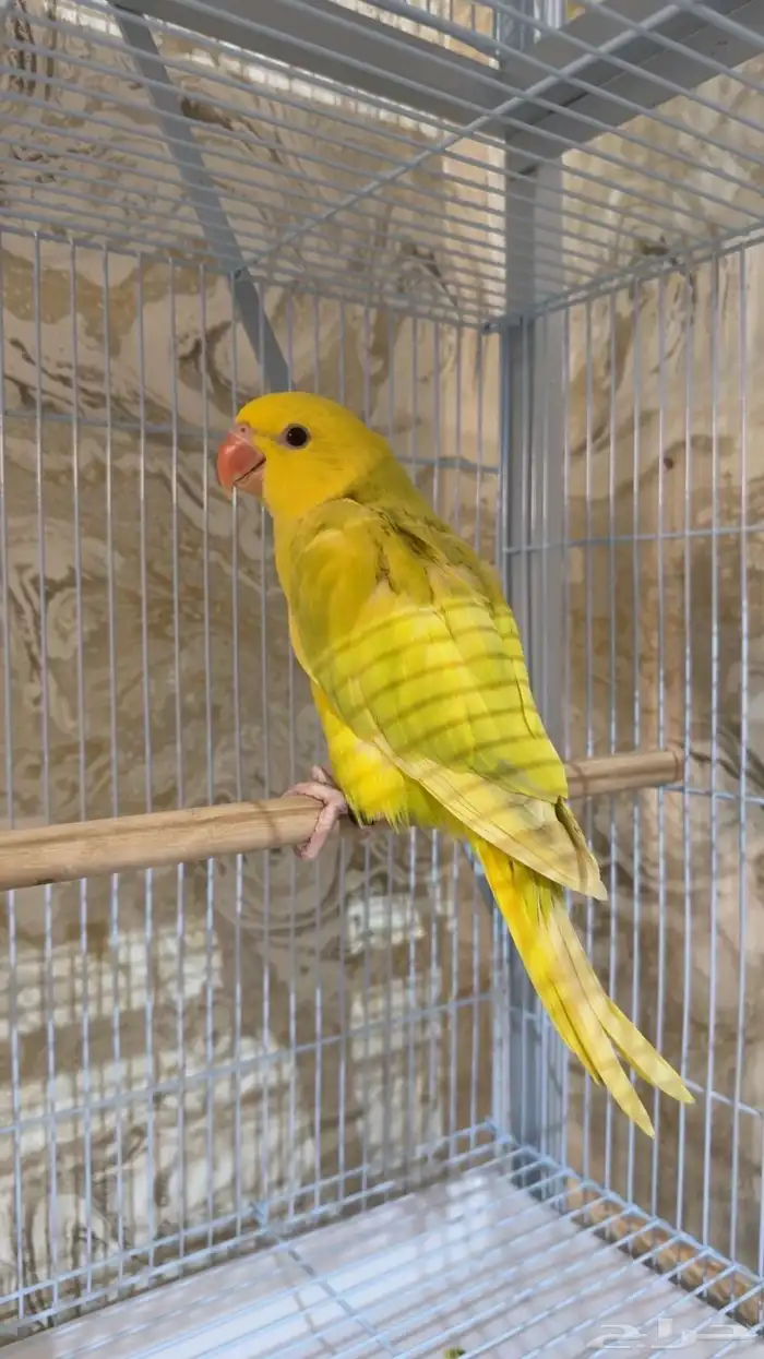 فرخ دره لاسوينج 2