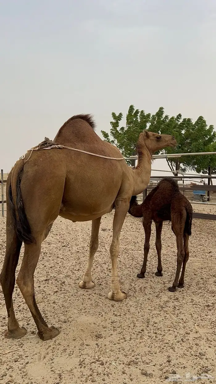 ناقه للبيع في محافظة القنفذة 1