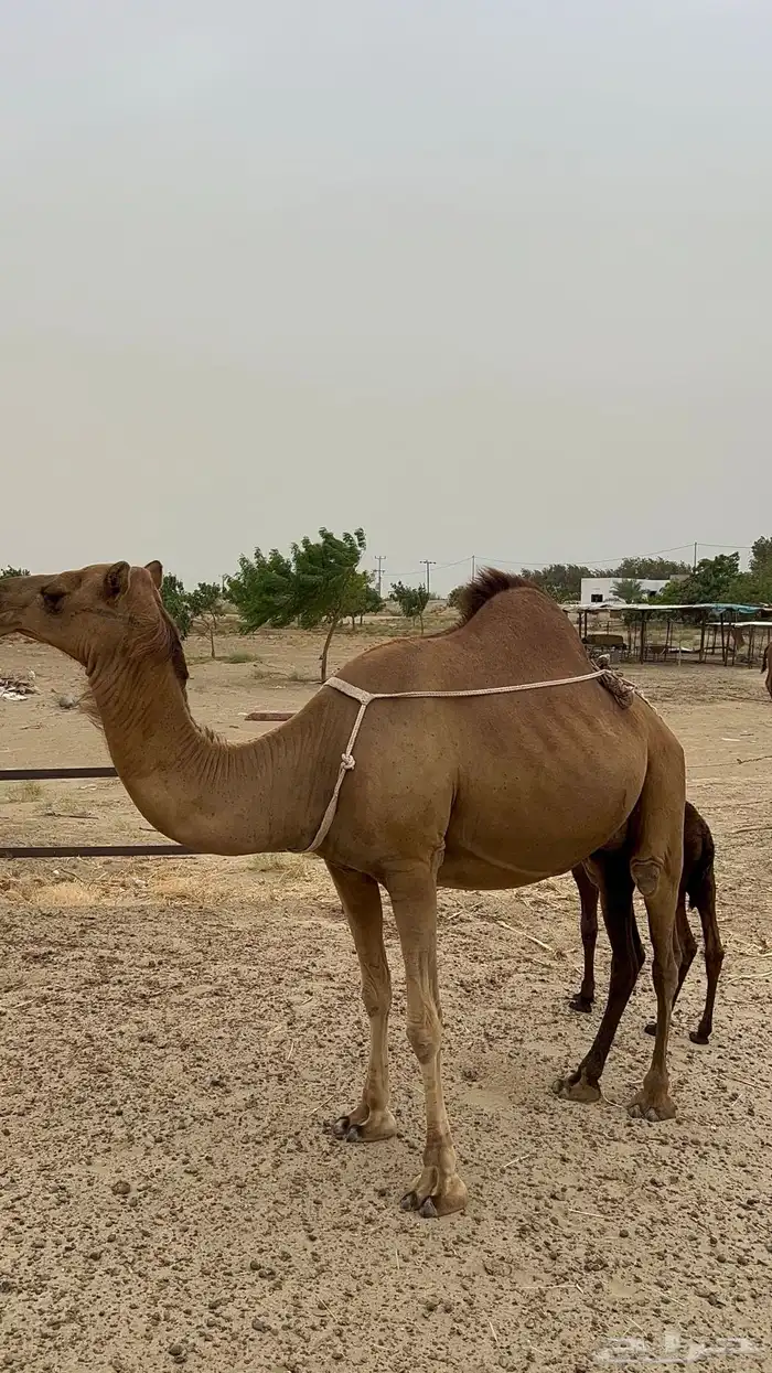ناقه للبيع في محافظة القنفذة 5