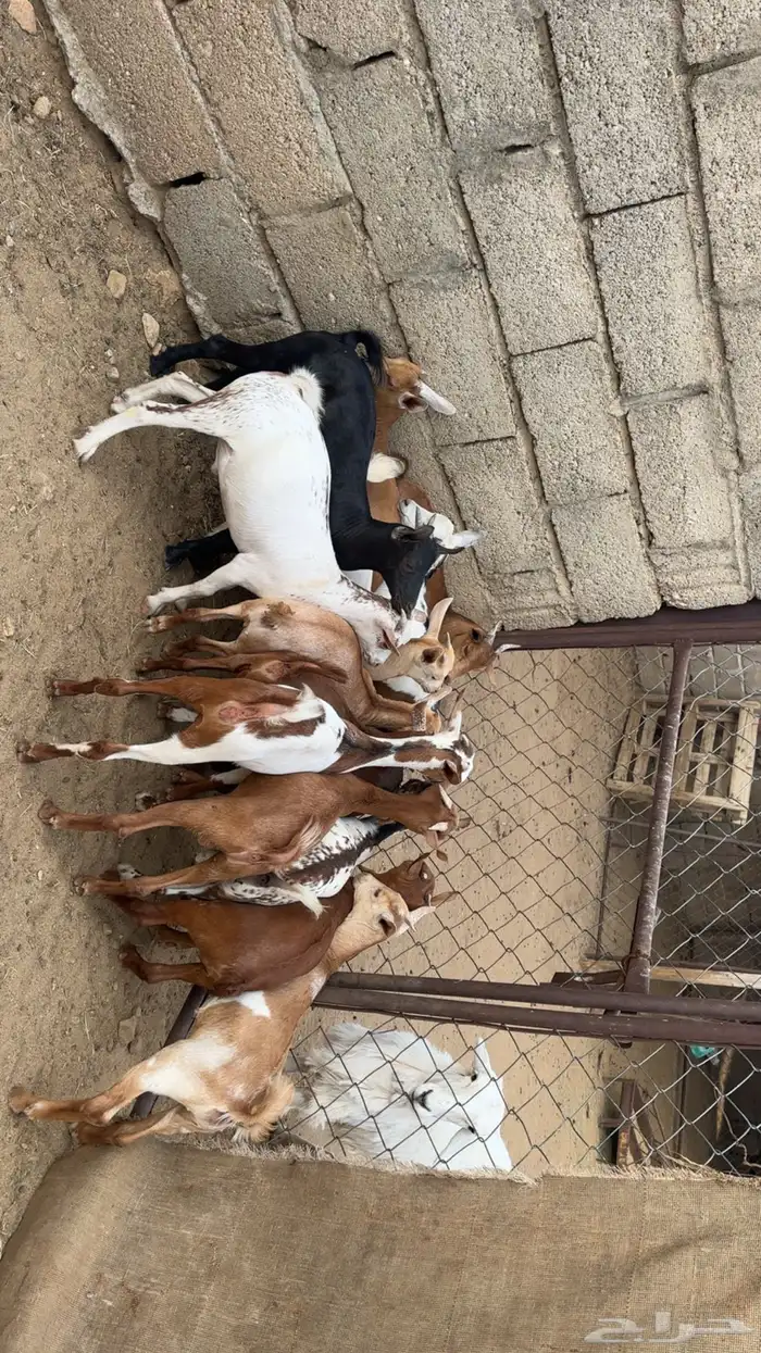 تيوس وعنقان حص 0