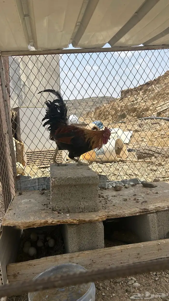 تم البيع 0