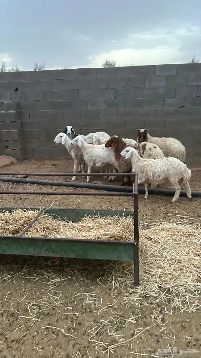 6 رخال وطلي 1