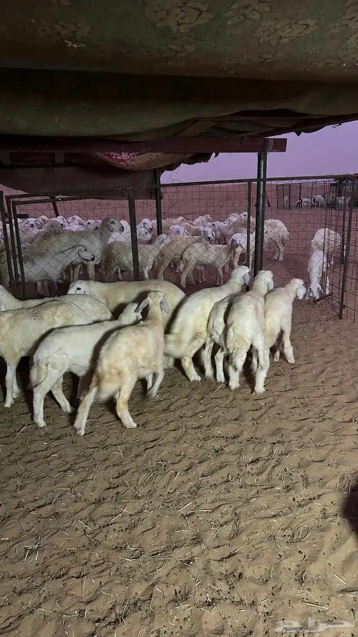 طليان 6 و5 رخال الموقع شرق دوقه 5