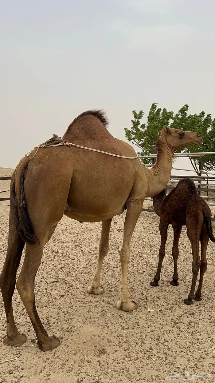 ناقه للبيع في محافظة القنفذة 3