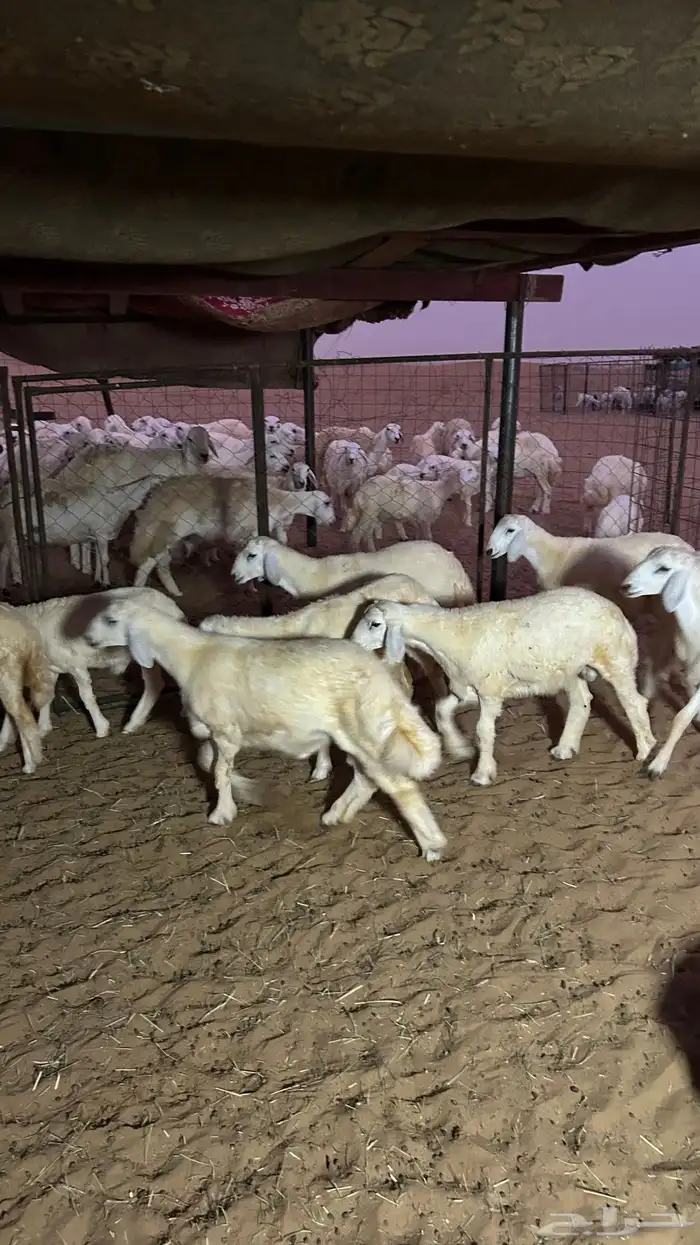 طليان 6 و5 رخال الموقع شرق دوقه 0