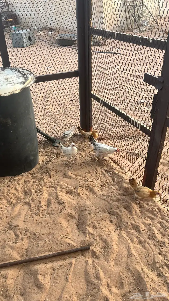 دجاج بلدي 2