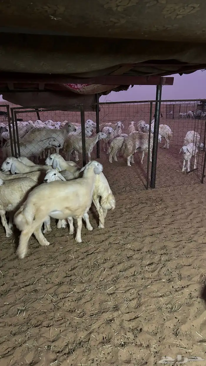 طليان 6 و5 رخال الموقع شرق دوقه 2