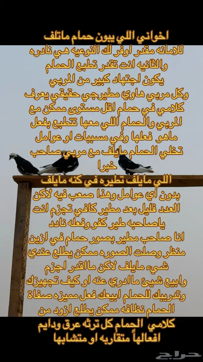 حمام قطيفي قلاب اصايل 1