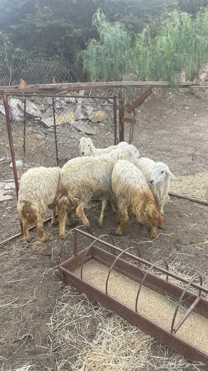 طليان ديره حقت مناسبات 1
