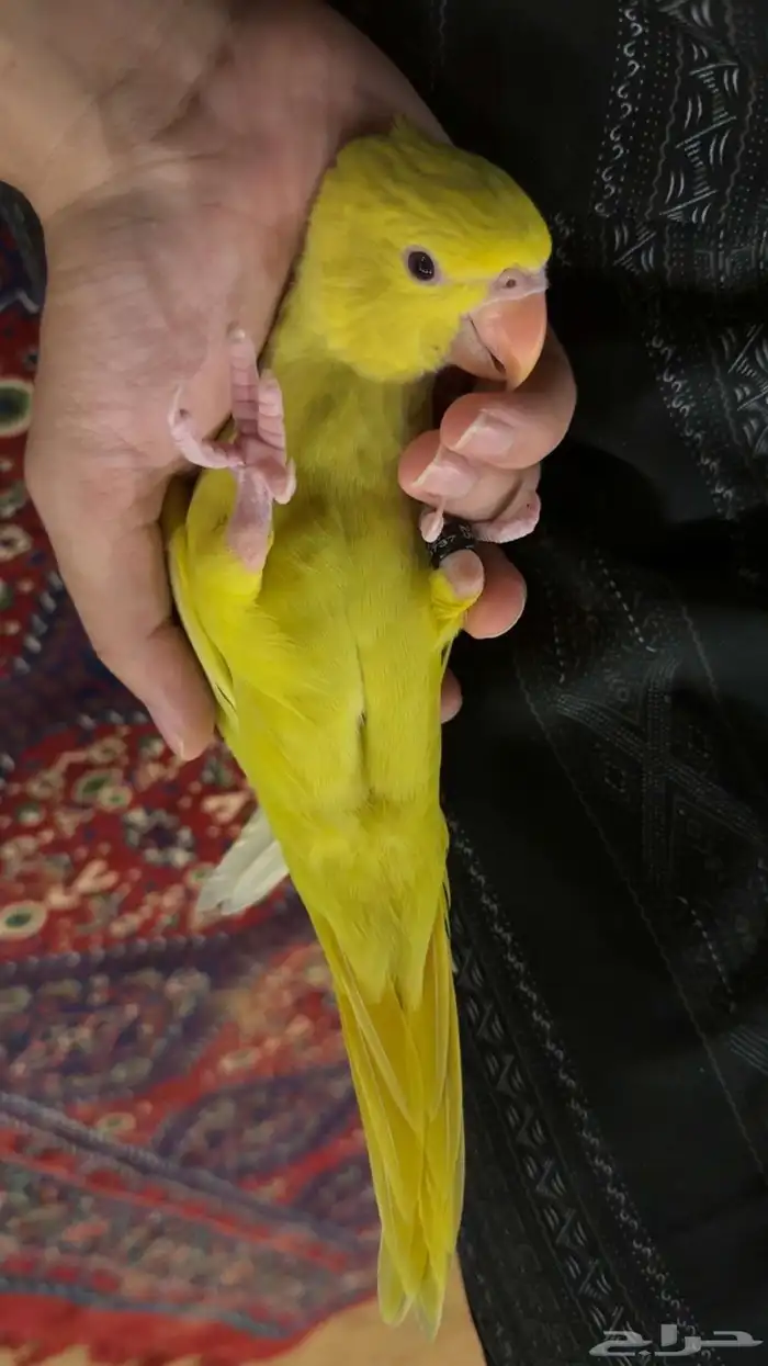فرخ دره لاسوينج 3