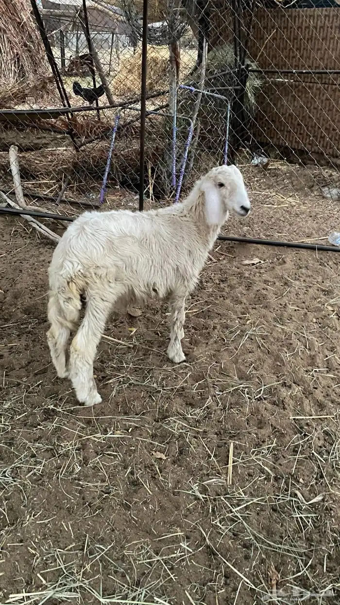 طلي للبيع 3