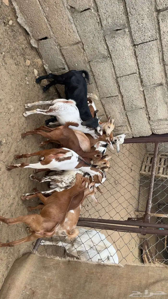 تيوس وعنقان حص 1