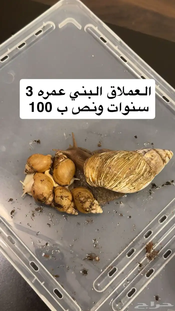 حلزون افريقي 2