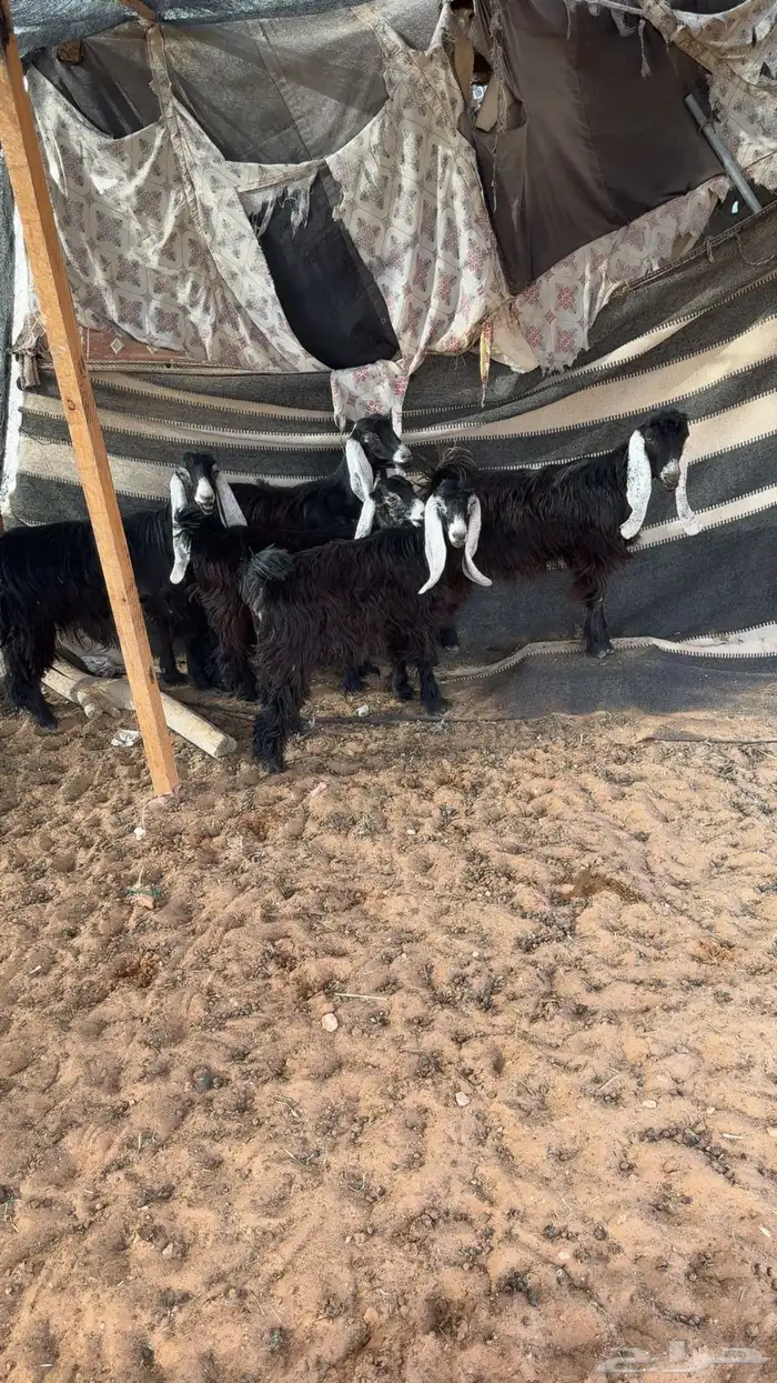 6جفرات عوارض 0