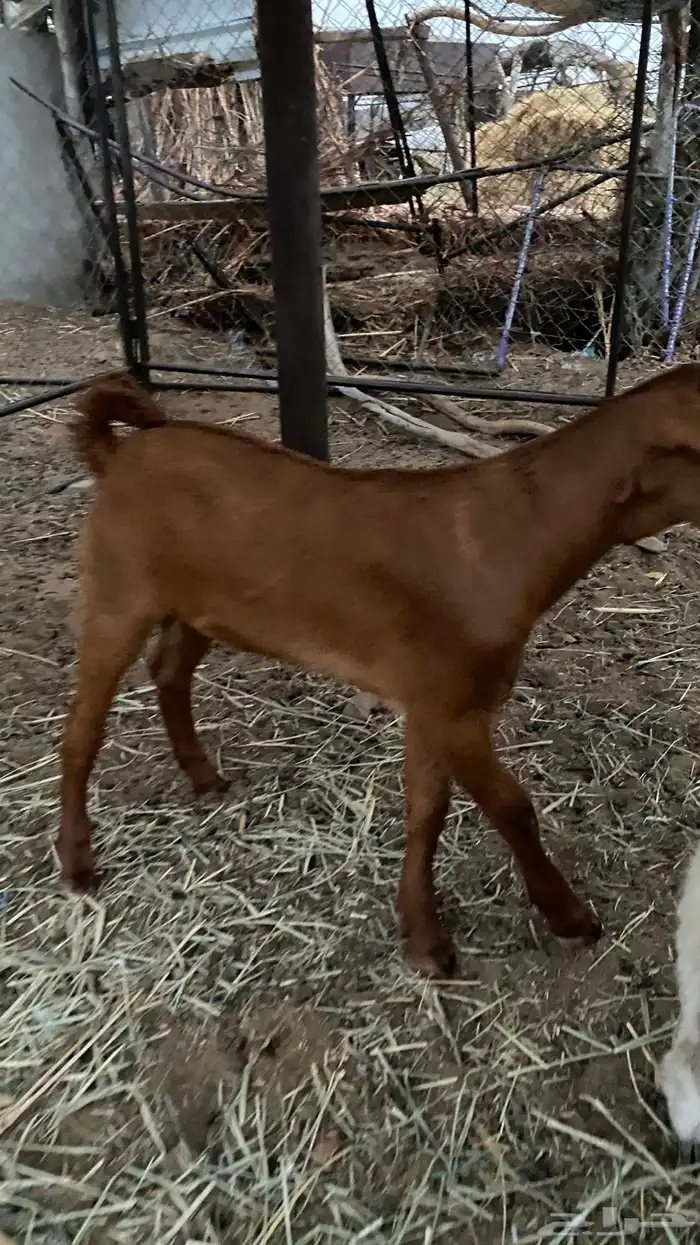 جفر للبيع 4