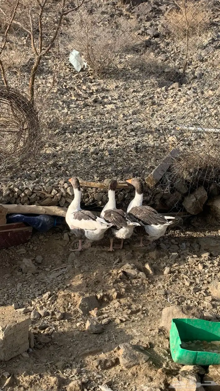 وز بلدي 2