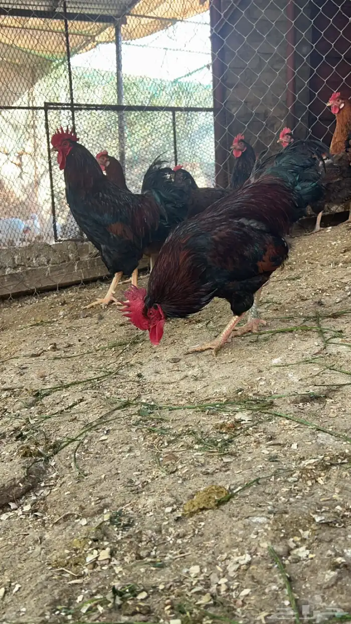 صوص تركي لون اورنجي وعسلي Top 5