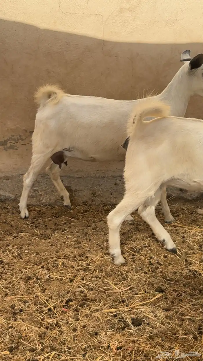 جفار بيشيات دفيع شرط تم البيع 0