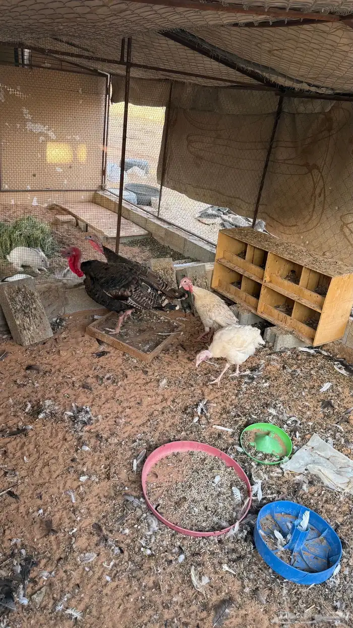 دجاج رومي تم البيع 5