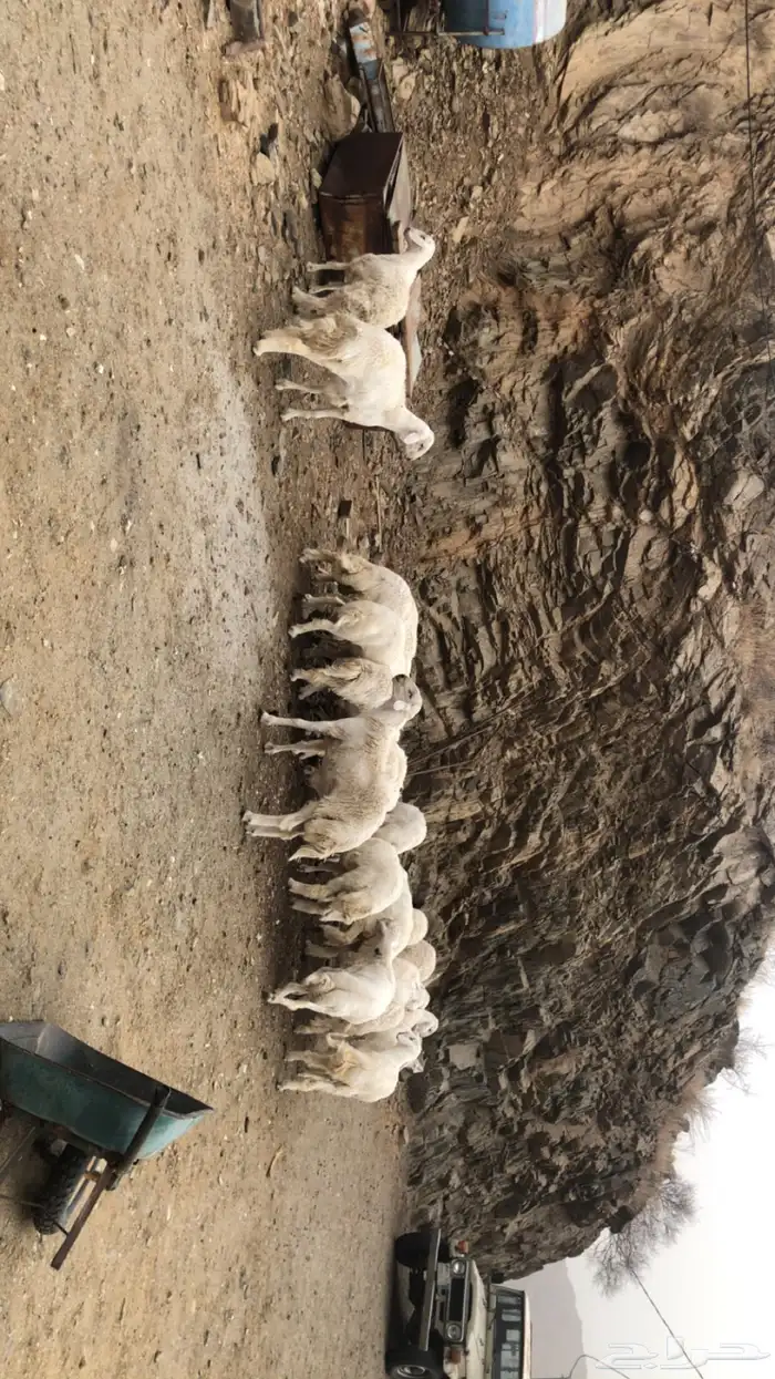 طليان ذبايح و مناسبات 1