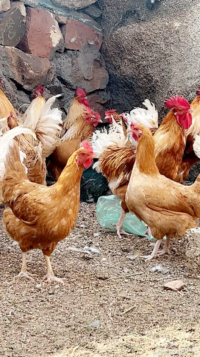 صوص تركي لون اورنجي وعسلي Top 3