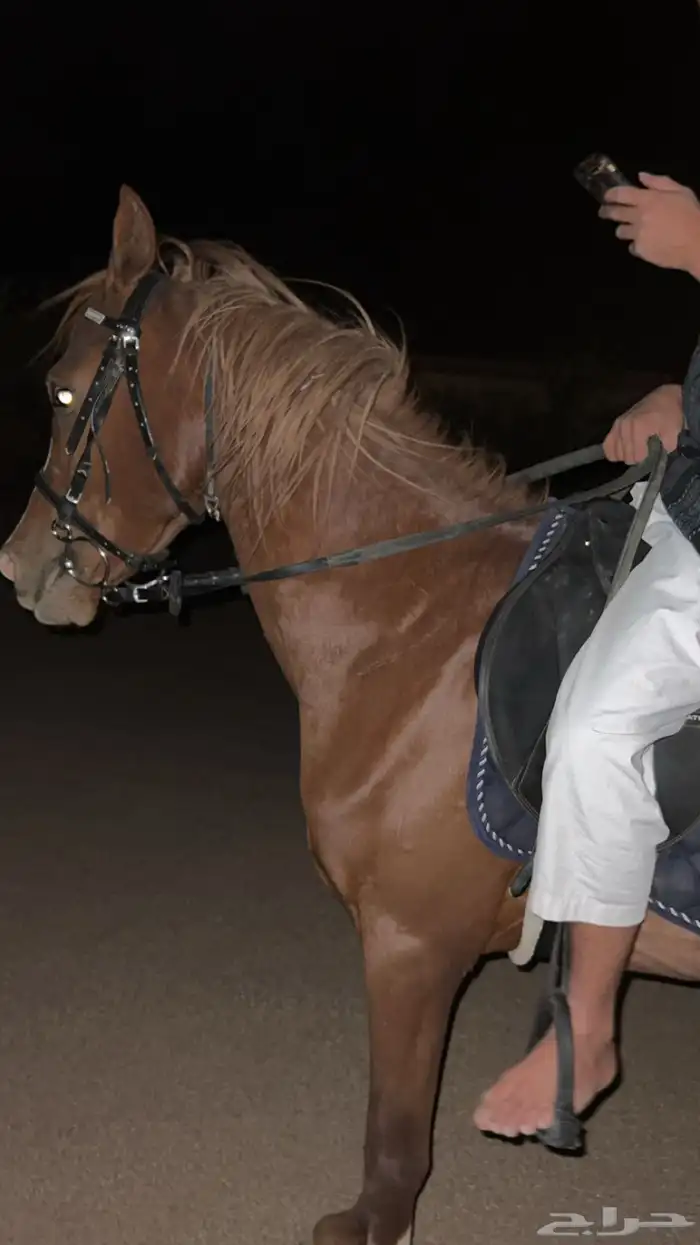 خيل للبيع 0