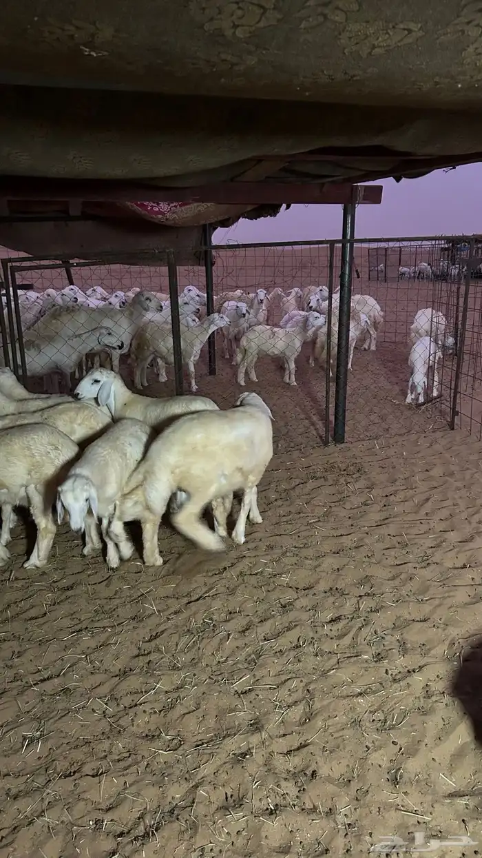 طليان 6 و5 رخال الموقع شرق دوقه 1
