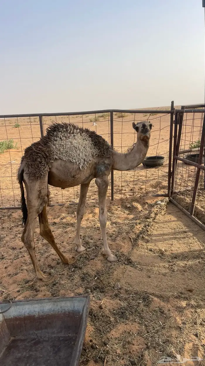 بكره تربيه 4