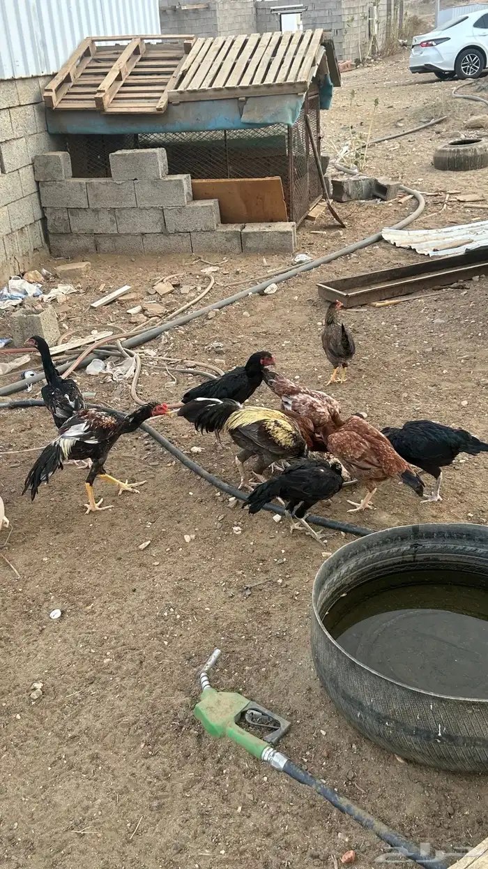 دجاج بكستاني 0