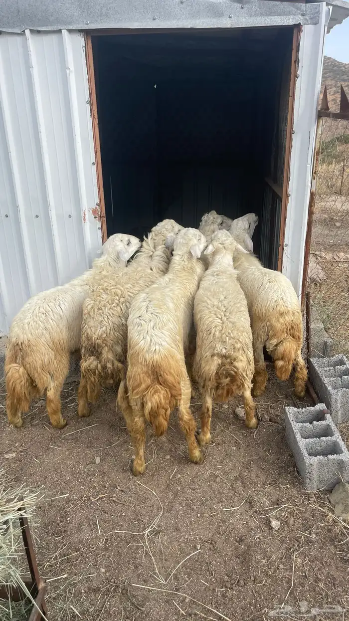 طليان ديره حقت مناسبات 0