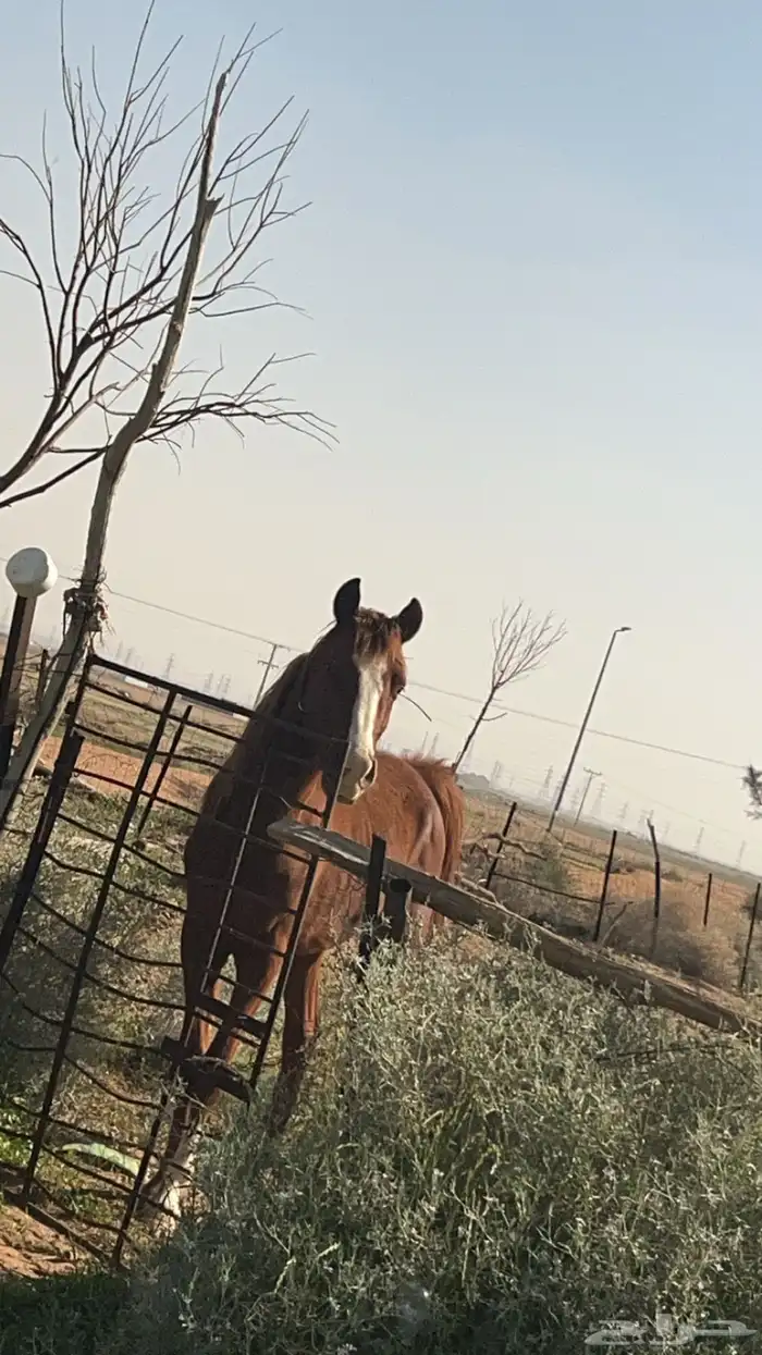 خيل للبيع 2