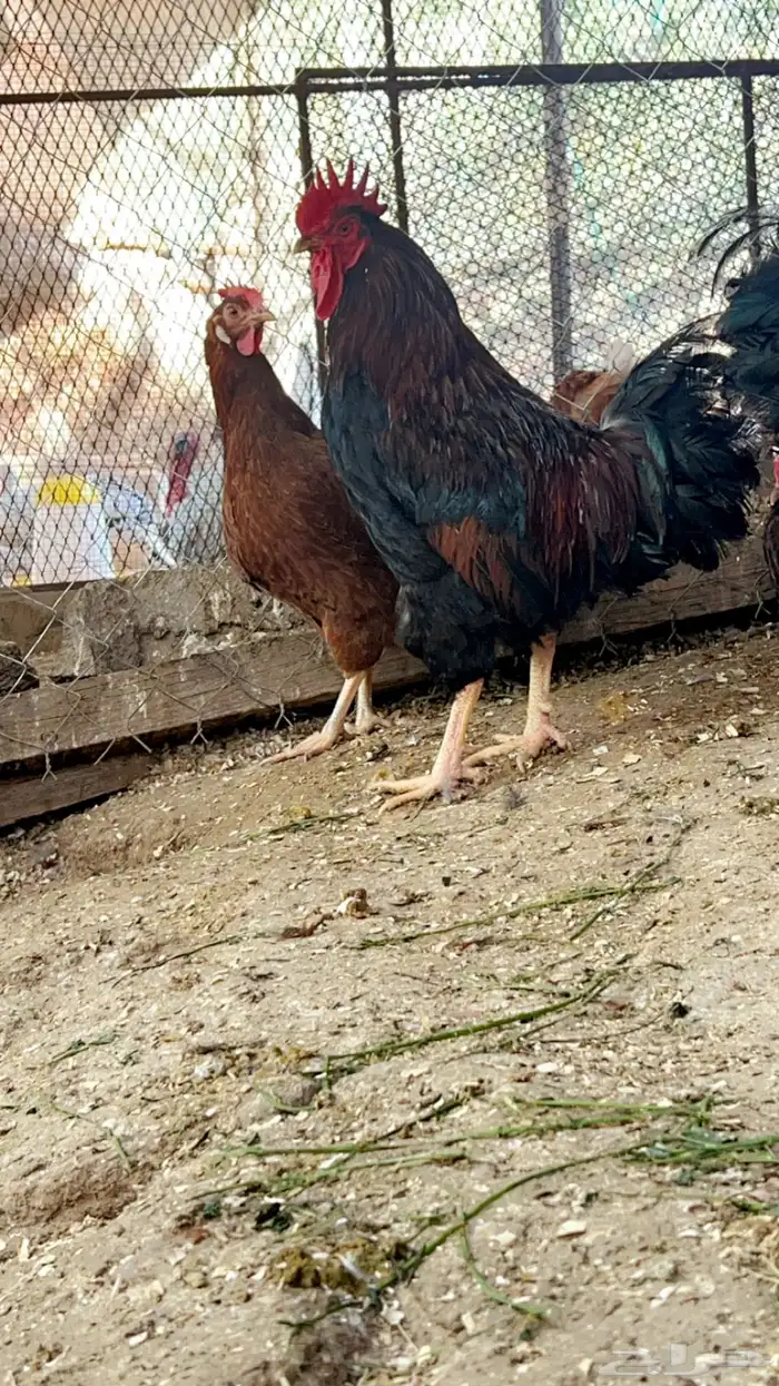 صوص تركي لون اورنجي وعسلي Top 8