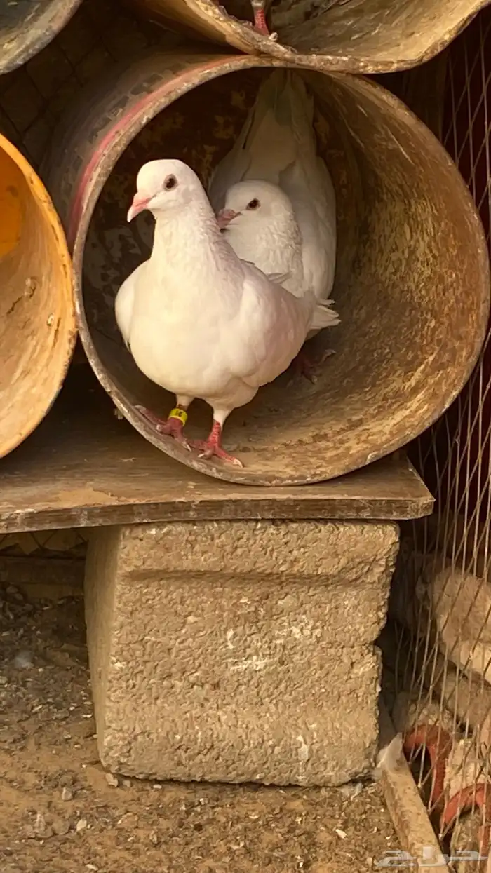 جووز فرنسي 2