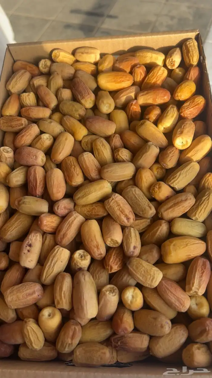 تمر لبانه طيبه 1