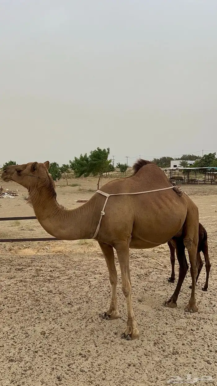ناقه للبيع في محافظة القنفذة 7