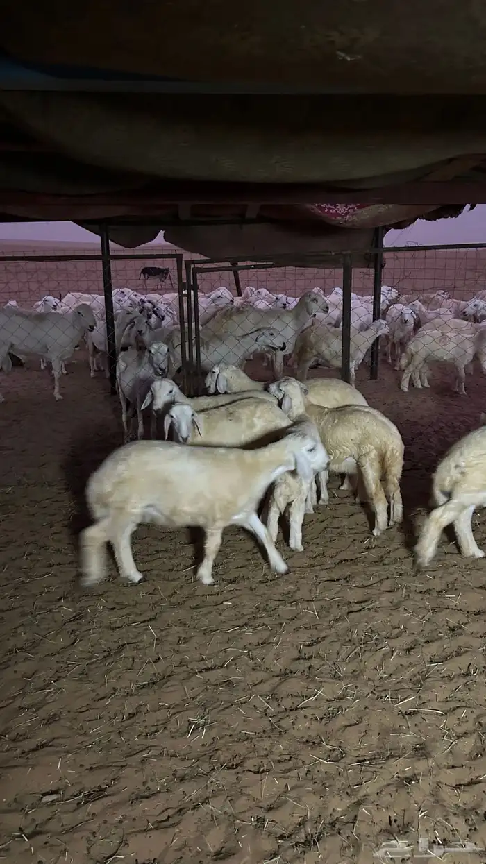 طليان 6 و5 رخال الموقع شرق دوقه 9