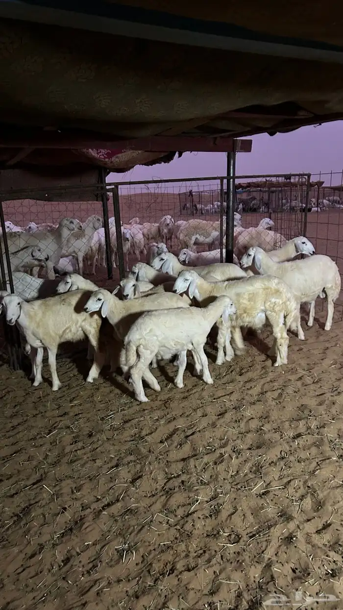 طليان 6 و5 رخال الموقع شرق دوقه 7