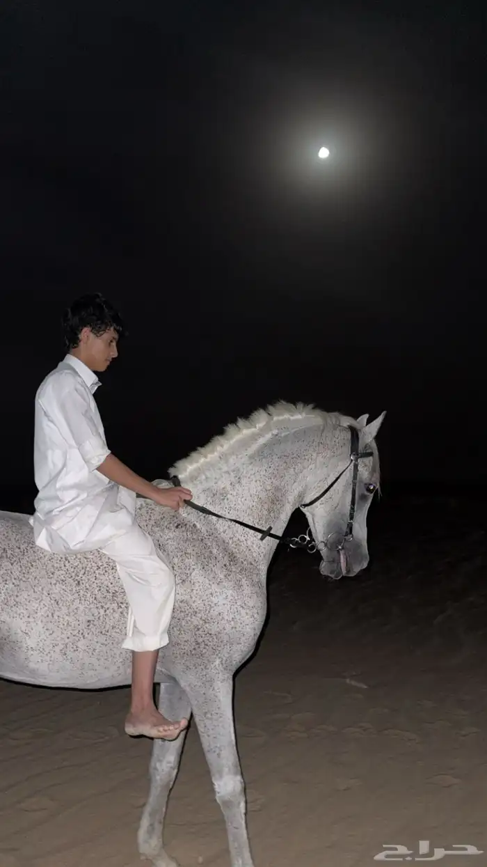 حصان شعبي شيخ فاااخر 3