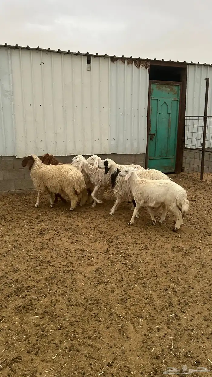 6 رخال وطلي 4